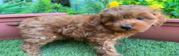 Cockapoo dogs for sale: Stunning F1B toy cockapoos - Advert 4
