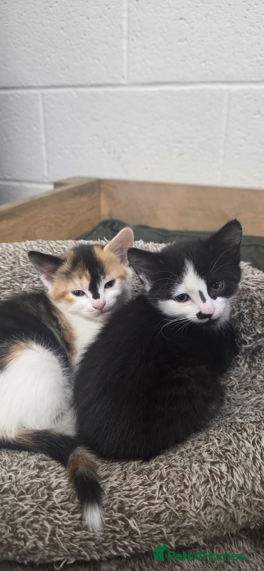 Domestic Shorthair cats for sale: 5 stunning black, ginger and white kittens - Advert 6