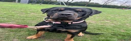 Rottweiler dogs for sale: 6 beautiful Rottweiler puppies - Advert 18