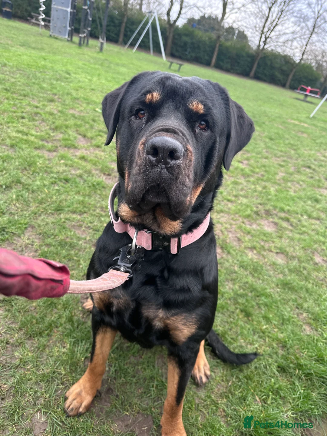 Rottweiler dogs for sale: 6 beautiful Rottweiler puppies - Advert 18