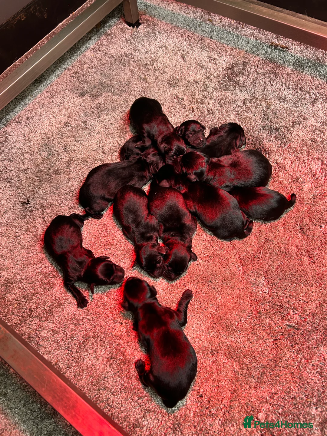 Labrador Retriever dogs for sale: KC Registered, Health Tested Labradors  - Advert 24