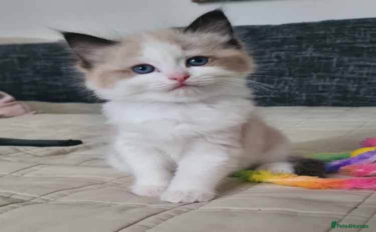 Ragdoll cats - Advert 13
