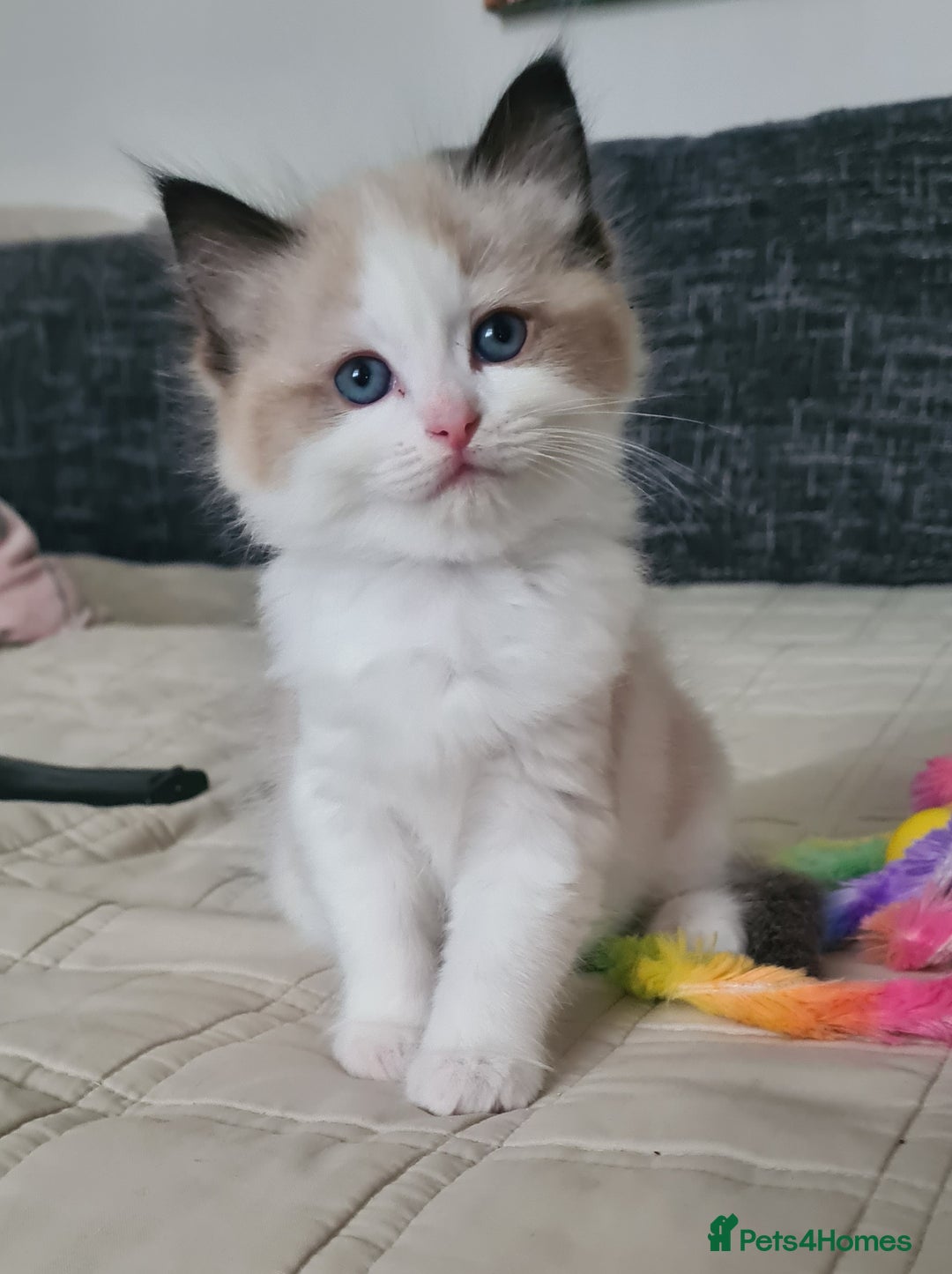 Ragdoll cats for sale: Adorable Ragdoll Kittens Ready for Forever Homes - Image 1