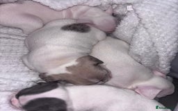 French Bulldog dogs for sale: French bulldog pups 3 females 2 males  - Image 13
