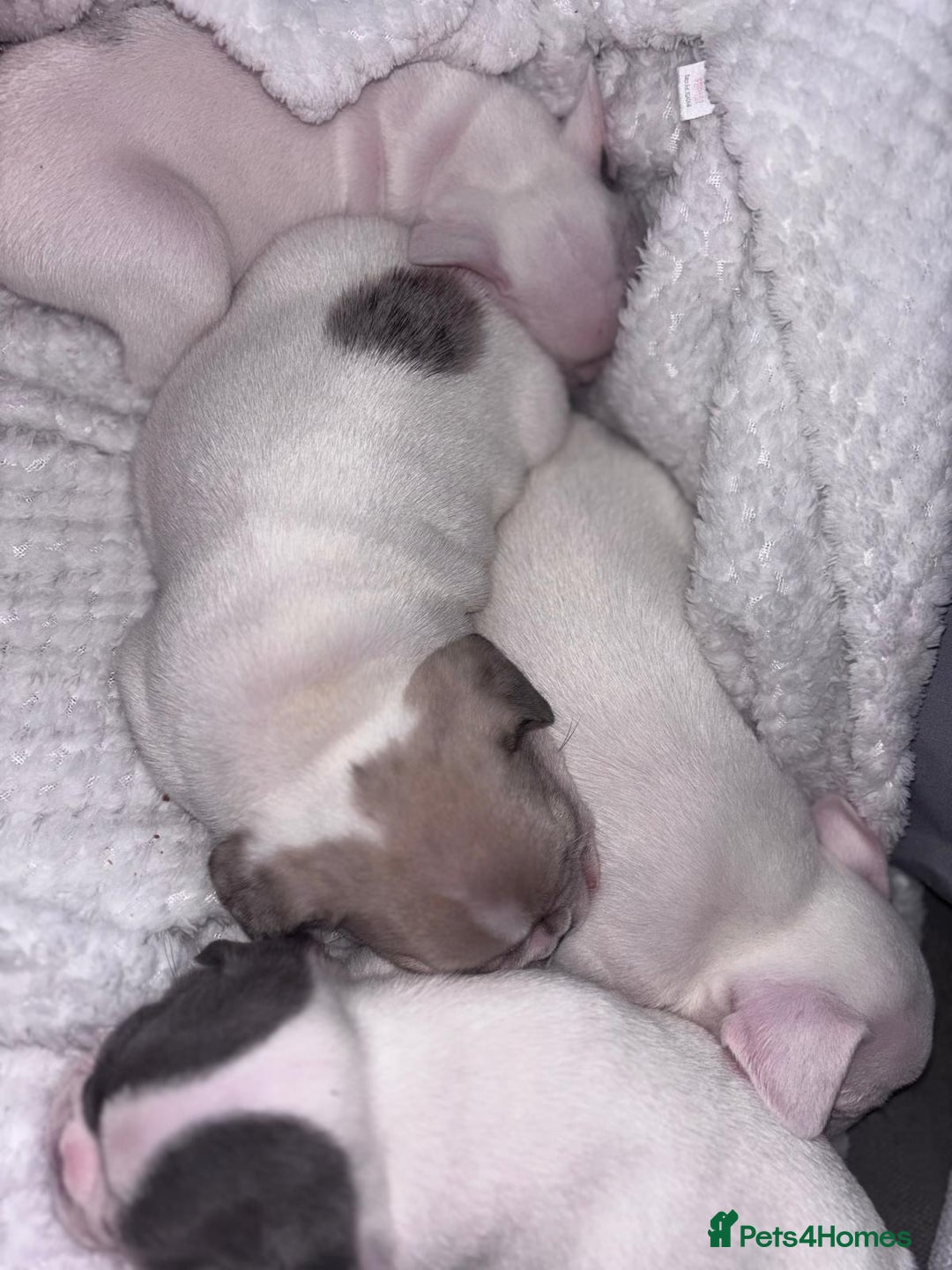 French Bulldog dogs for sale: French bulldog pups 3 females 2 males  - Image 13