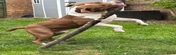 American Bully dogs for stud: Amstaff/Bully for stud - Advert 7