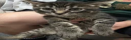 Mixed Breed cats for sale: Kittens in Plymouth - Advert 3