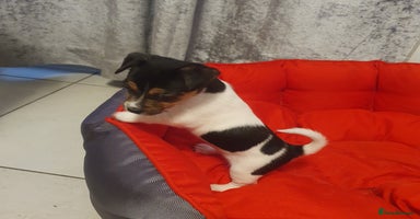 Jack Russell dogs - Advert 3