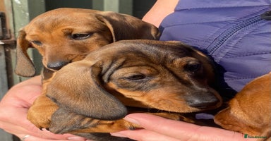 Miniature Dachshund dogs - Advert 11