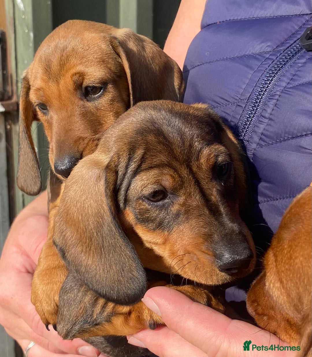 Miniature Dachshund dogs for sale: Quality Dachshund puppies - Image 2