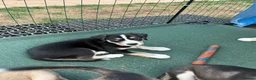 Mixed Breed dogs for sale: Cocker Spaniel x Siberian Husky Puppies - Advert 19