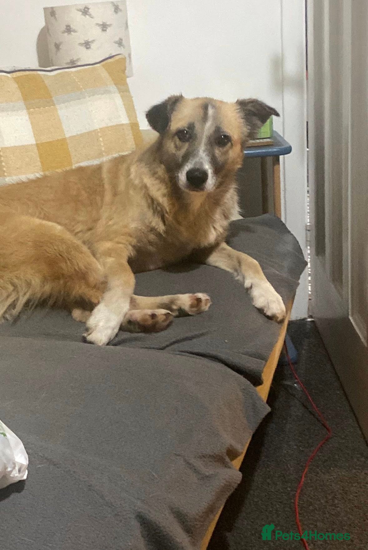 Mixed Breed dogs 💕 Shelby 💕 - Advert 2