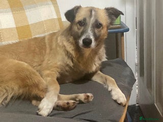 Mixed Breed dogs 💕 Shelby 💕 - Advert 2