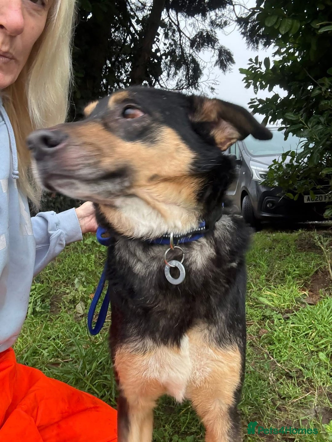 Mixed Breed dogs for adoption: Batman - Norwich Norfolk  - Advert 11