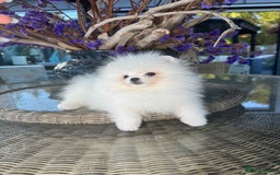Pomeranian dogs for sale: SUPER TINY ICE WHITE POMERANIAN BOY - Image 11