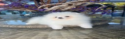 Pomeranian dogs for sale: SUPER ICE WHITE POMERANIAN BOY & GIRL  - Advert 12