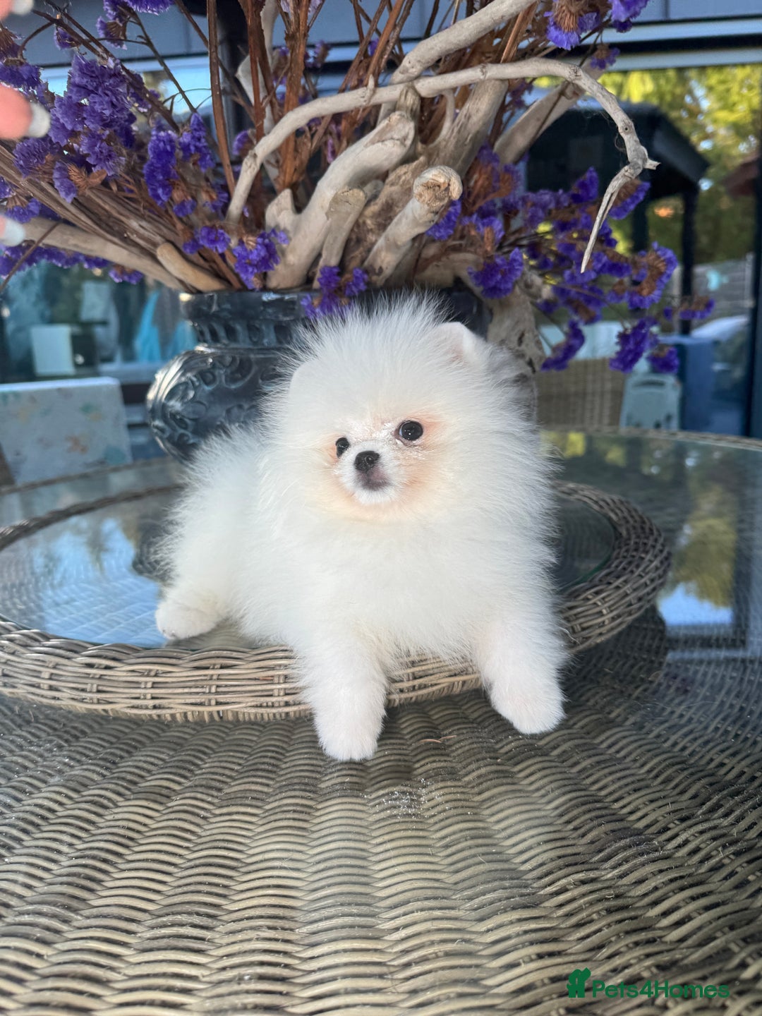 Pomeranian dogs for sale: SUPER TINY ICE WHITE POMERANIAN BOY - Image 11
