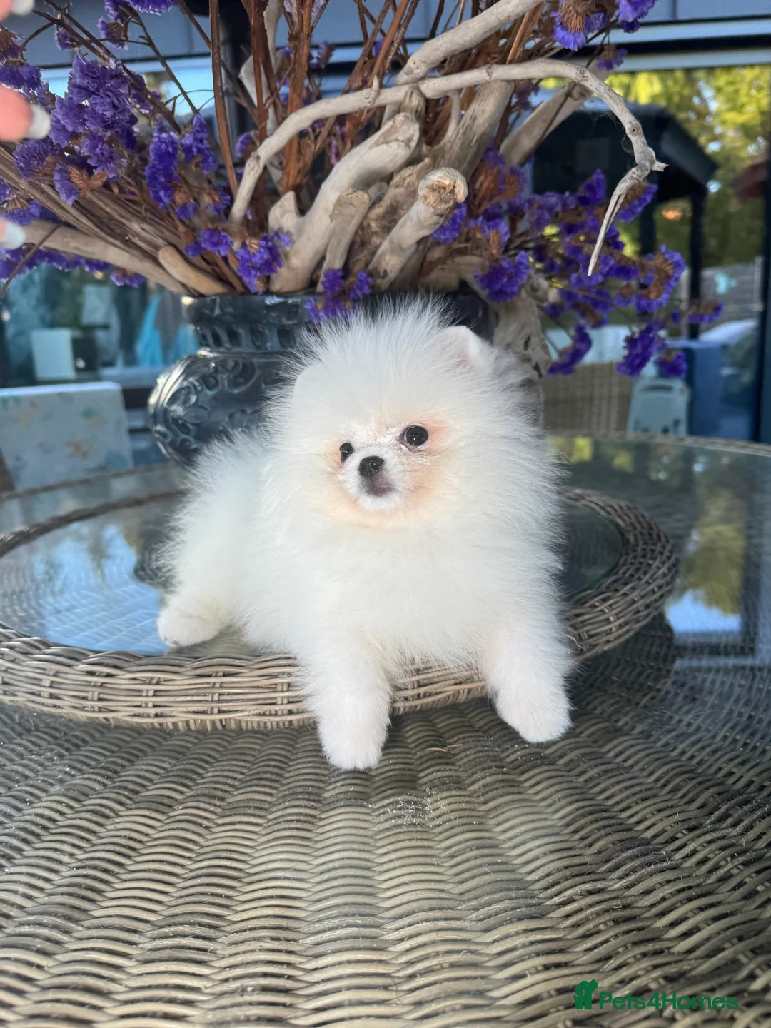 Pomeranian dogs for sale: SUPER ICE WHITE POMERANIAN BOY & GIRL  - Advert 12