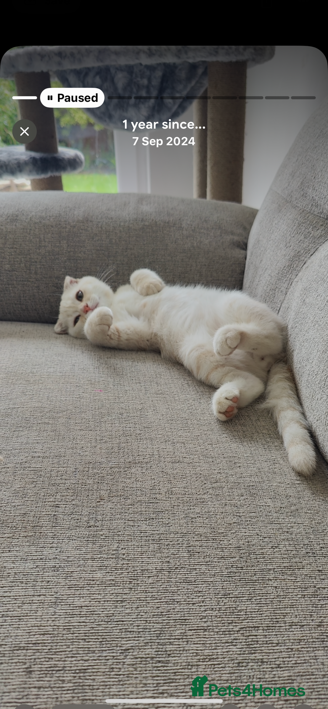 British Shorthair cats for sale: Beautiful British Shorthair Queen - Image 5