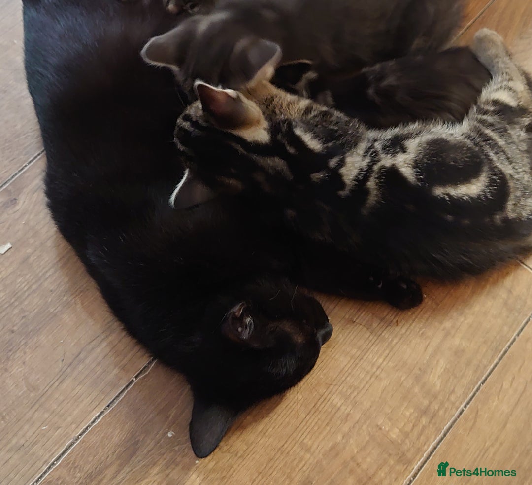 Mixed Breed cats for sale: 3 beautiful little girls ready for loving homes.  - Image 4