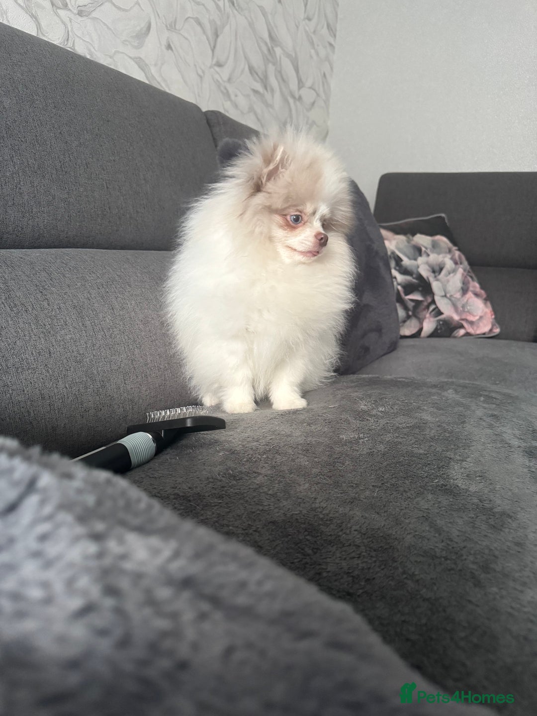 Pomeranian dogs for sale: Pomeranian boy ❤️ - Advert 1