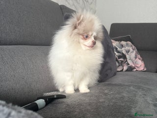 Pomeranian dogs Pomeranian boy ❤️ - Advert 2