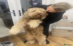 Labradoodle dogs for sale: Multigenerational Medium /Mini Labradoodles  - Image 6