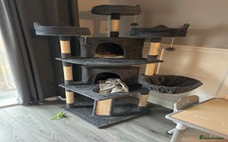 British Shorthair cats for sale: Beautiful blue and white siblings  - Advert 5