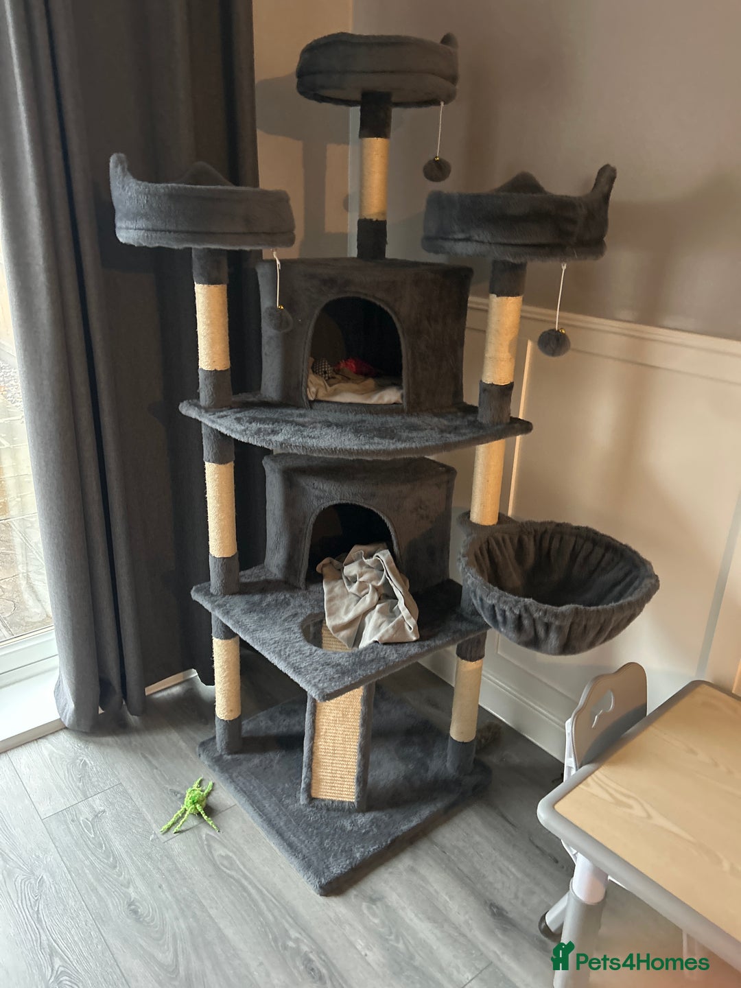 British Shorthair cats for sale: Beautiful blue and white siblings  - Advert 5