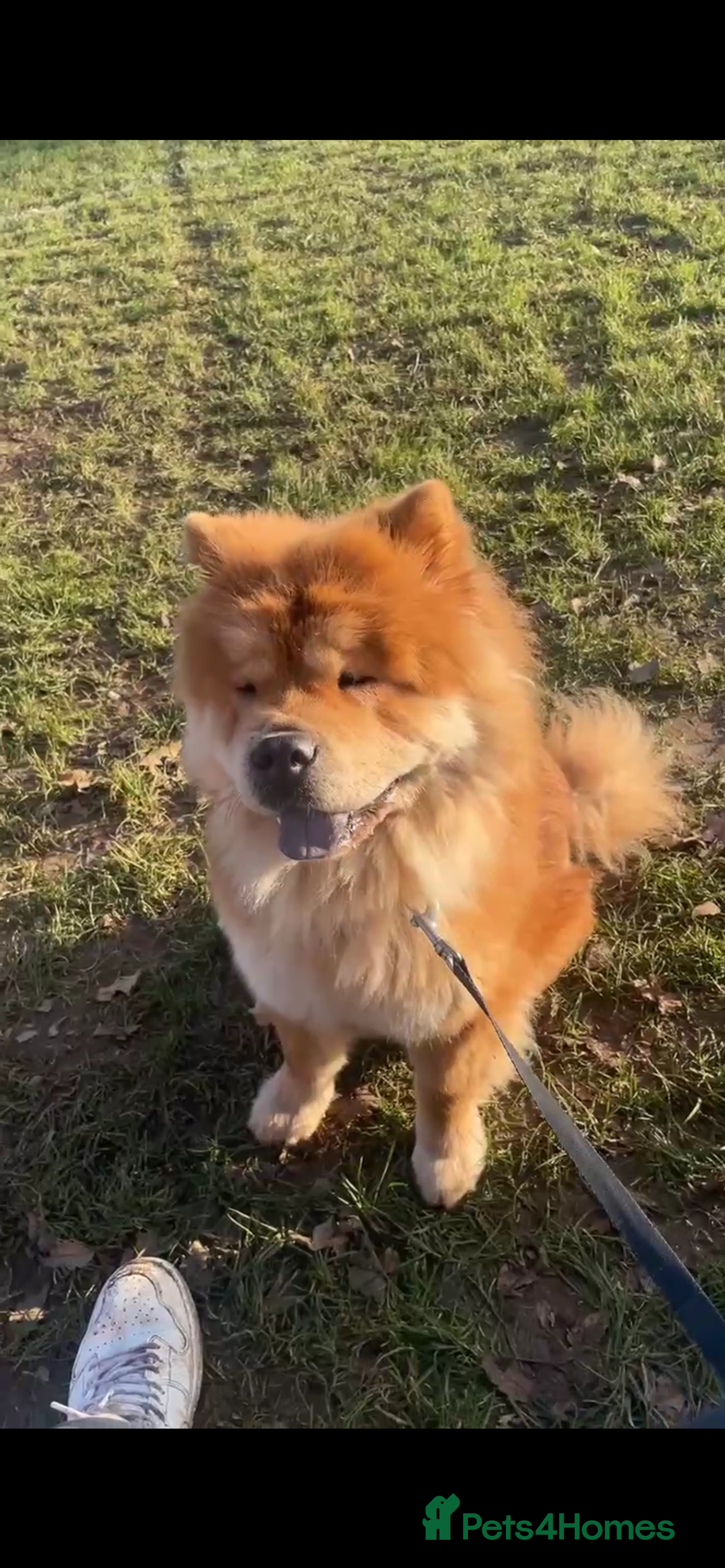 Chow Chow dogs Female chow chow  - Advert 2