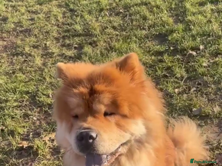 Chow Chow dogs Female chow chow - Advert 2