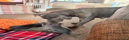 Cane Corso dogs for sale: Cane corso puppies for sale - Advert 32