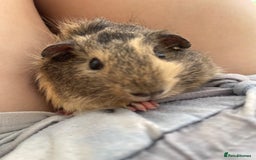 Guinea Pig rodents for sale: Fluffy and sweet Baby guinea pig  - Image 2