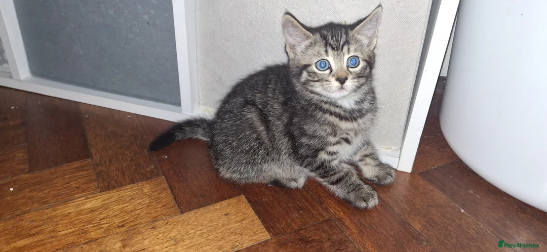 Mixed Breed cats for sale: Part bengal kittens - Advert 6