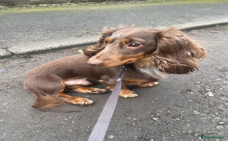 Miniature Dachshund dogs - Advert 1