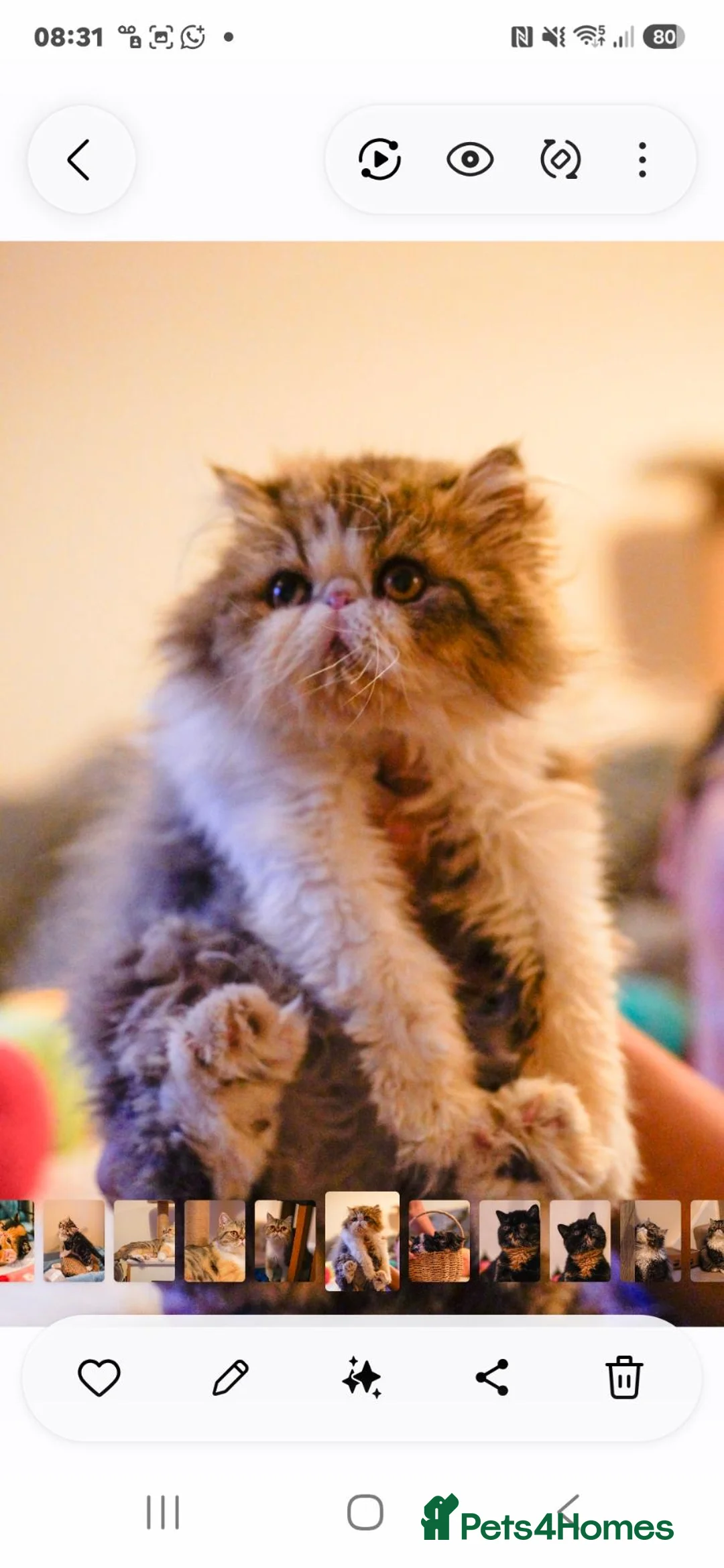 Persian cats for sale: Persian male  - Advert 3