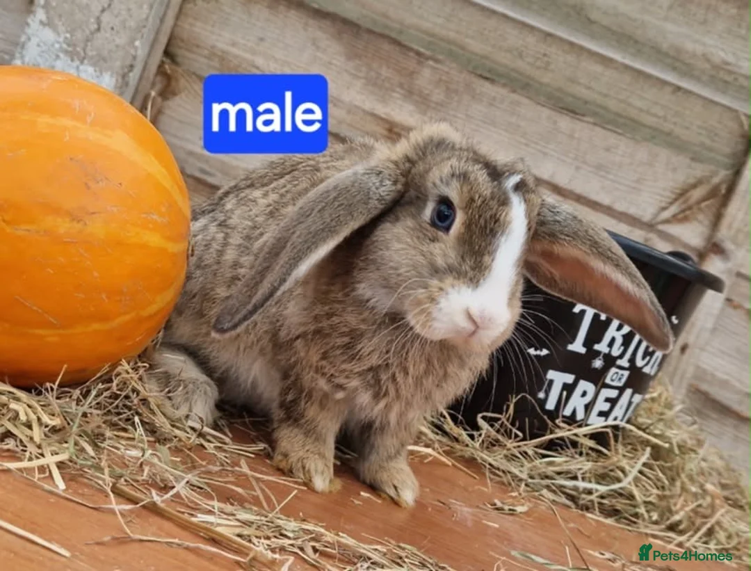 British Giant rabbits for sale: 2 giant lop rabbits  in Llanrwst - Advert 2