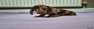 Miniature Dachshund Puppy 1