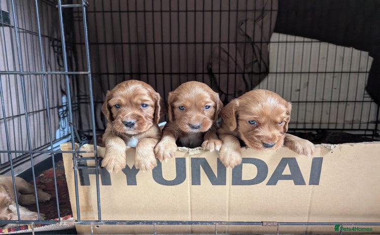 Cocker Spaniel dogs - Advert 3