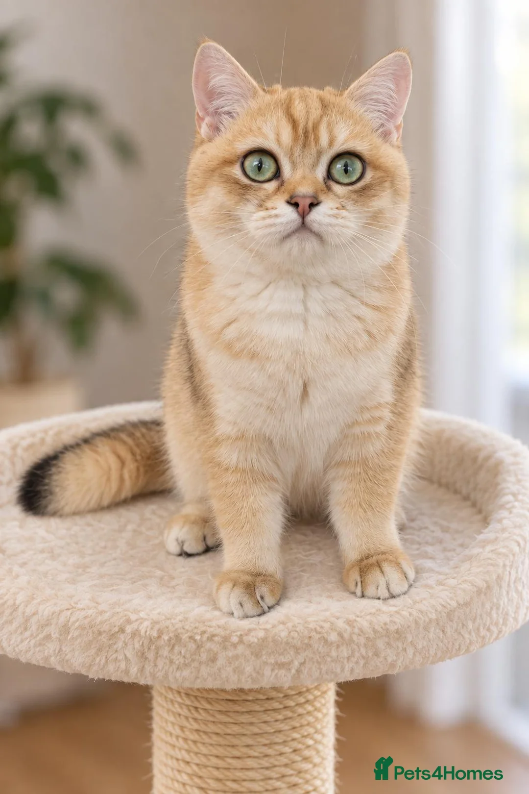British Shorthair cats for sale: TICA Beautiful British Shorthair Kittens - Advert 28