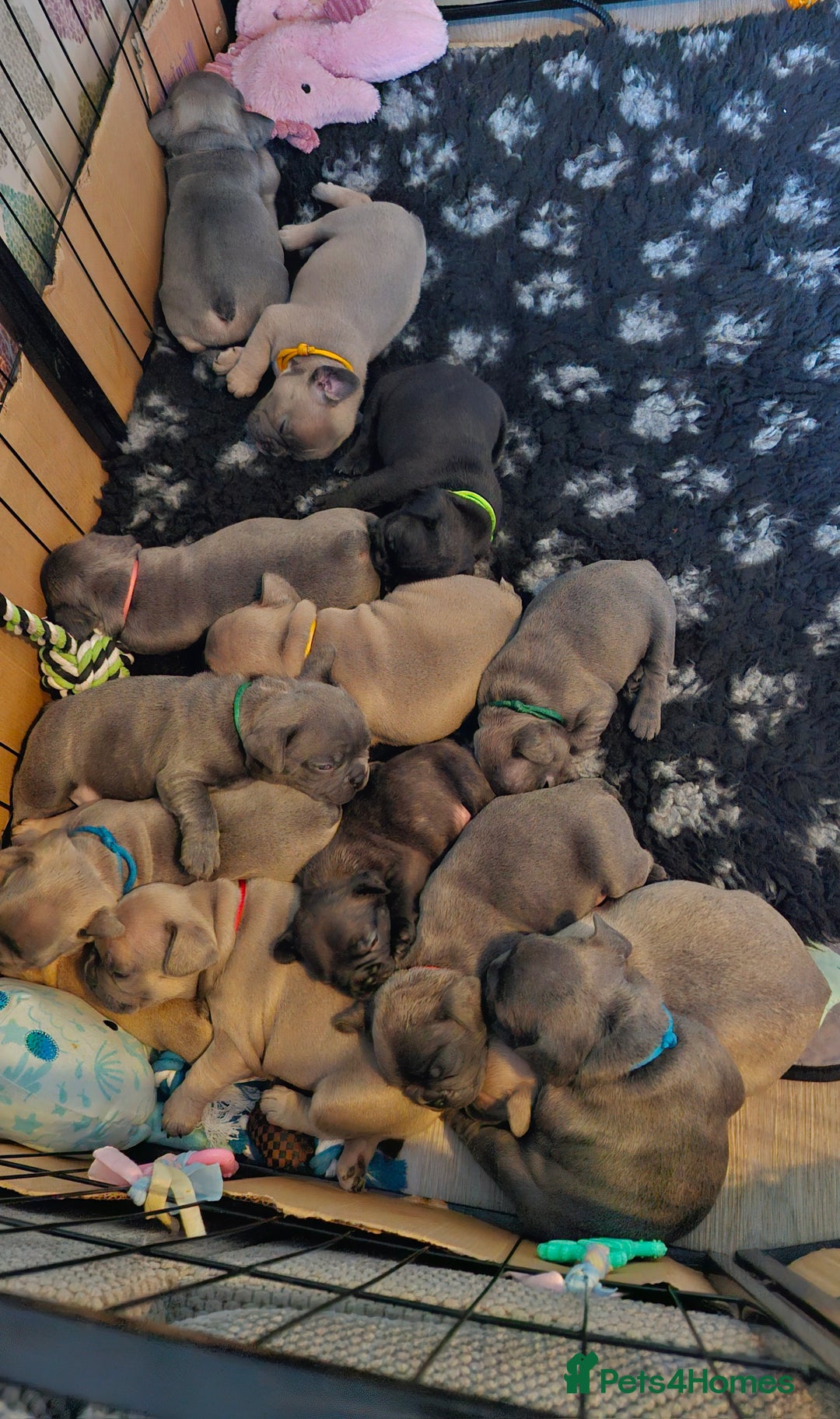 French Bulldog dogs for sale: 2 beautiful litters of French bulldog puppies - Image 1