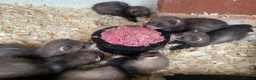 Ferret rodents for sale: Ferret Kits for sale  - Advert 5