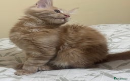 Maine Coon cats for sale: Last Ginger Boy Pure Mainecoon! - Image 5