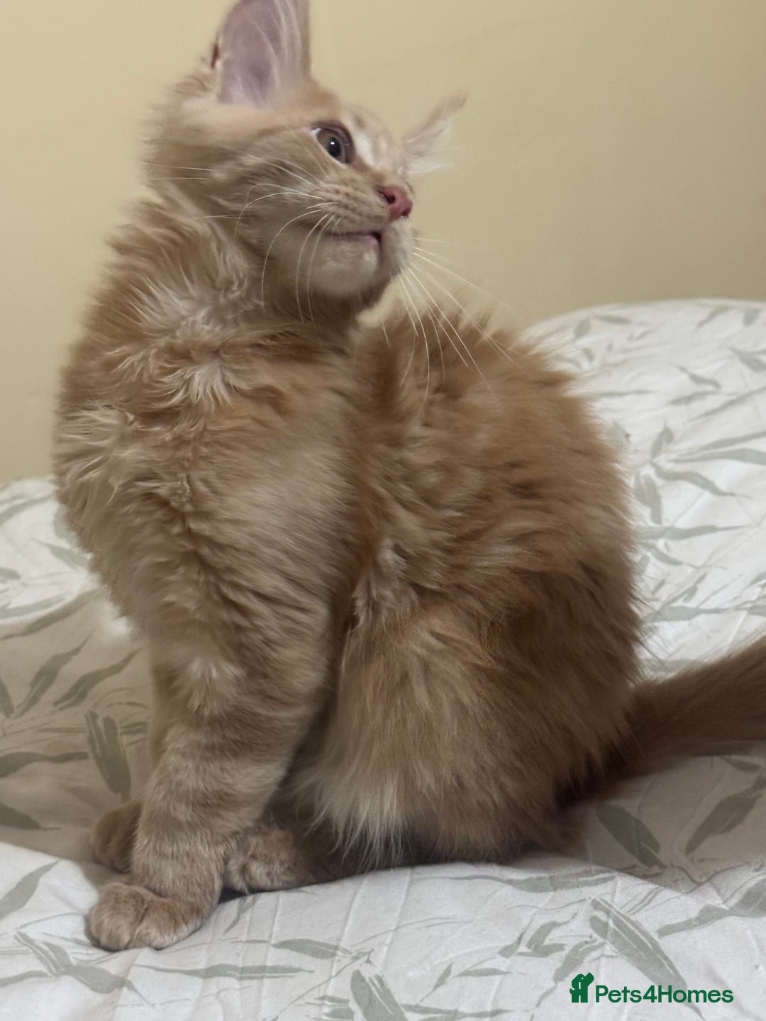Maine Coon cats for sale: Last Ginger Boy Pure Mainecoon! - Image 5