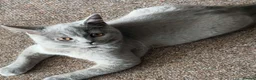 British Shorthair cats for sale: Beautiful British Shorthair Kittens–First Litter🐾 - Advert 24