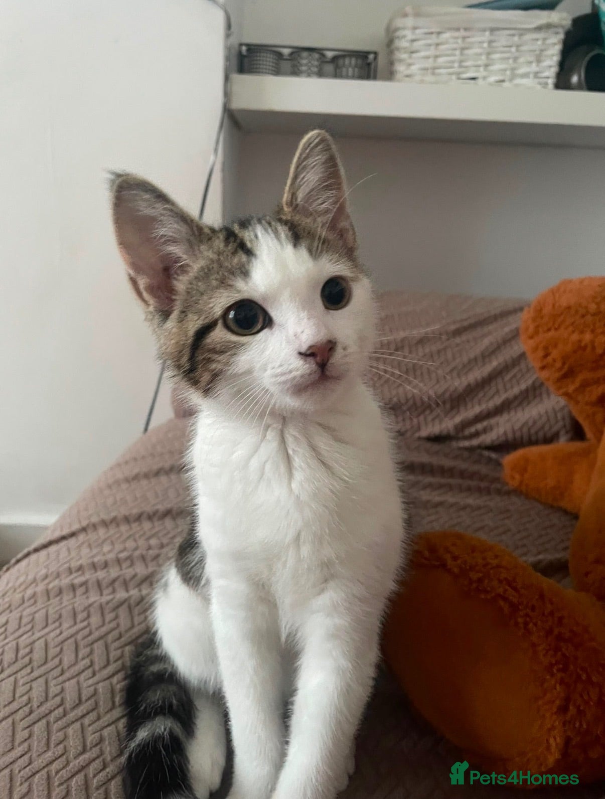 Mixed Breed cats Tabby & White Male Cat - Advert 2