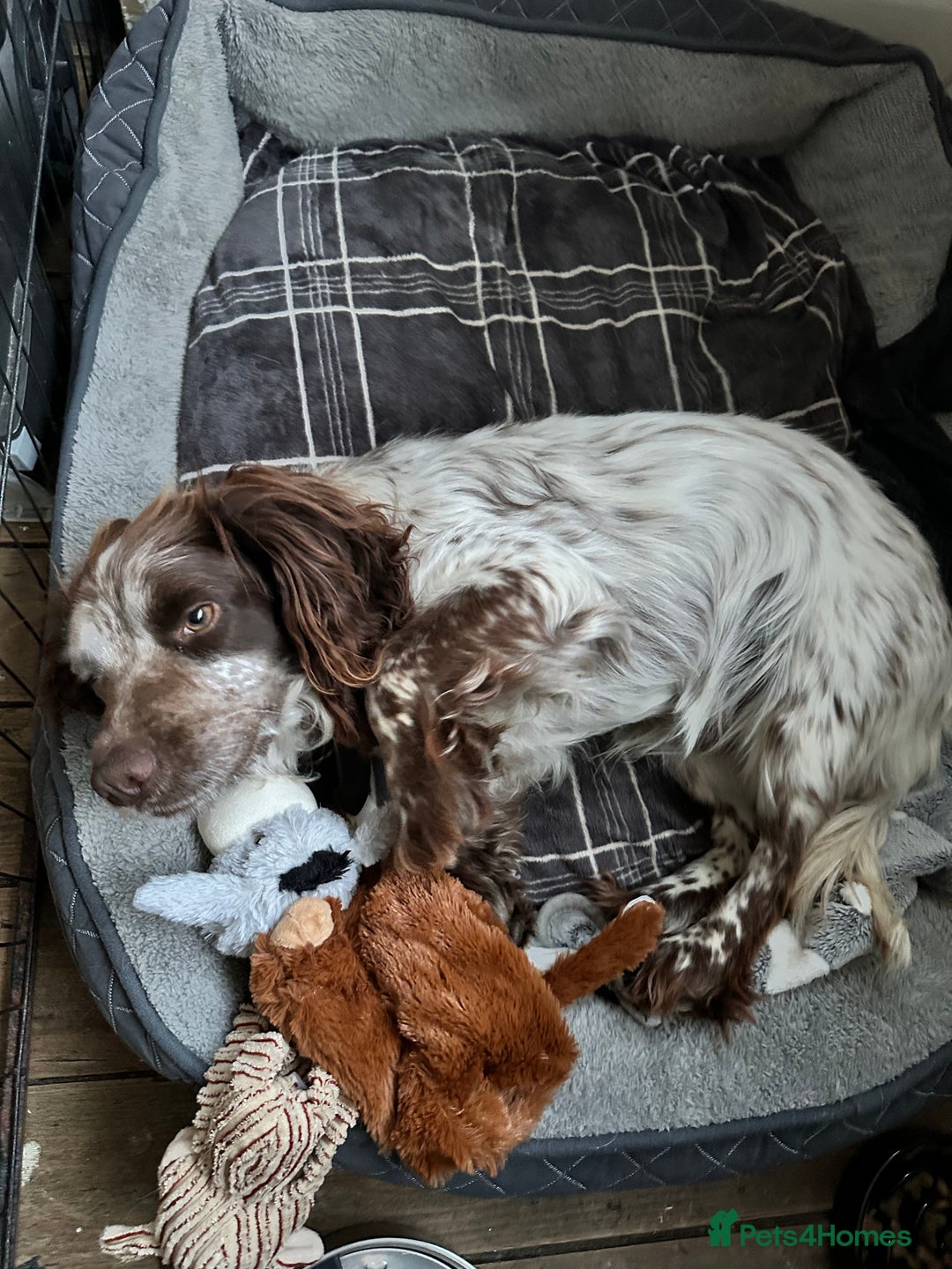Cocker Spaniel dogs for sale: 1 kc cocker spaniel Bracken available  - Advert 10