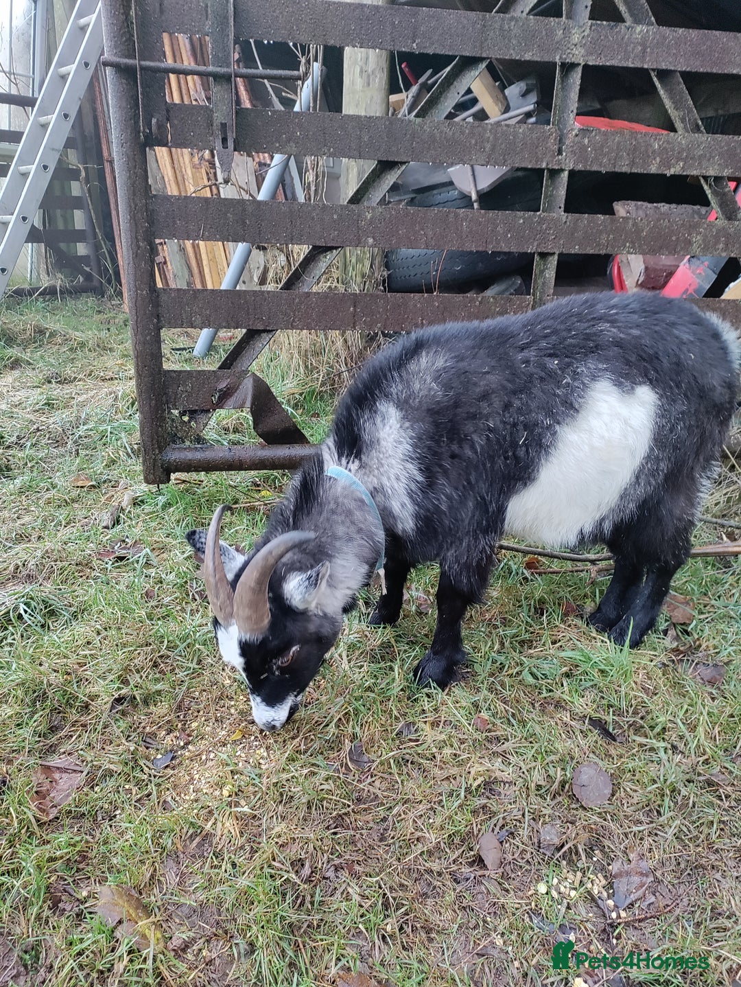 Goats livestock for sale: Pigmy goat - Advert 5