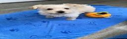 Westiepoo dogs for sale:  Gorgeous 10-Week-Old Westiepoo Boy  - Advert 28