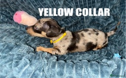 Miniature Dachshund dogs for sale: Miniature Dachshunds looking for perfect Home - Image 6